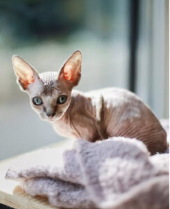 Sphynx-Kittens-vs-Adult-Sphynx-Cats