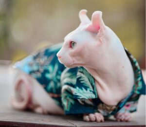 sphynx cat for sale