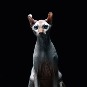 price of sphynx cat in canada
