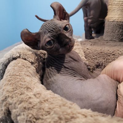 Sphynx Cats Available in Canada
